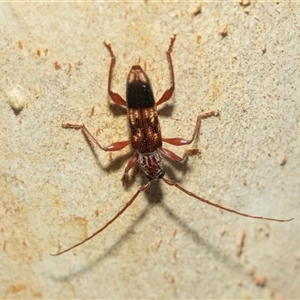 Coptocercus aberrans (Aberrans longhorn beetle) at Macgregor, ACT by AlisonMilton