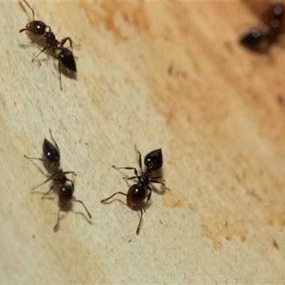 Crematogaster sp. (genus) (Acrobat ant, Cocktail ant) at Macgregor, ACT - 24 Jan 2025 by AlisonMilton