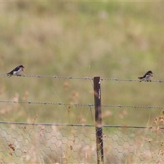 Hirundo neoxena at Kambah, ACT - 23 Jan 2025 by RodDeb