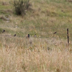 Hirundo neoxena at Kambah, ACT - 23 Jan 2025 11:20 AM