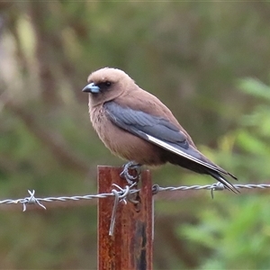 Artamus cyanopterus (Dusky Woodswallow) at Kambah, ACT by RodDeb