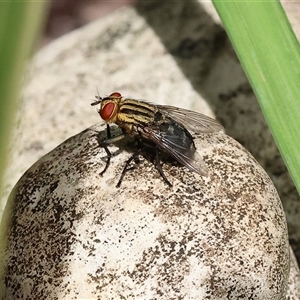 Sarcophaga sp. (genus) (Flesh fly) at Wodonga, VIC by KylieWaldon