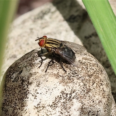 Sarcophaga sp. (genus) (Flesh fly) at Wodonga, VIC - 25 Jan 2025 by KylieWaldon