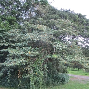 Commersonia bartramia (brown kurrajong, bush Christmas tree) at Bonnie Doon, QLD by JasonPStewartNMsnc2016