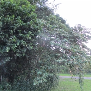 Commersonia bartramia at Bonnie Doon, QLD - 17 Mar 2023 06:22 PM