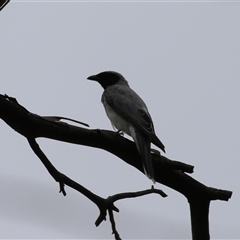 Coracina novaehollandiae (Black-faced Cuckooshrike) at Paddys River, ACT - 23 Jan 2025 by RodDeb