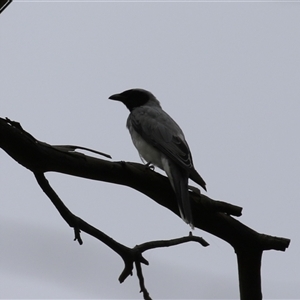 Coracina novaehollandiae at Paddys River, ACT by RodDeb