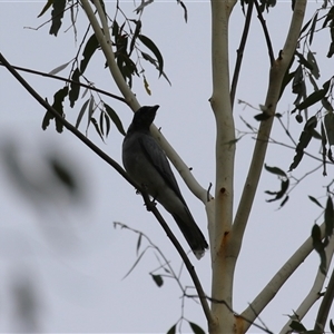 Coracina novaehollandiae at Paddys River, ACT - 23 Jan 2025 03:44 PM