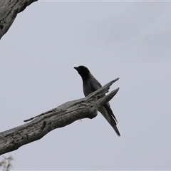 Coracina novaehollandiae at Paddys River, ACT - 23 Jan 2025 03:44 PM