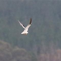 Elanus axillaris (Black-shouldered Kite) at Tharwa, ACT - 23 Jan 2025 by RodDeb