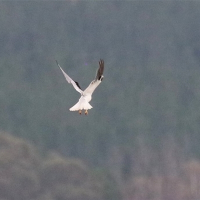 Elanus axillaris (Black-shouldered Kite) at Tharwa, ACT - 23 Jan 2025 by RodDeb