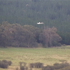 Elanus axillaris at Tharwa, ACT - 23 Jan 2025 05:20 PM