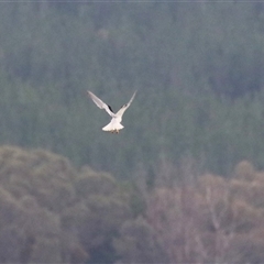 Elanus axillaris at Tharwa, ACT - 23 Jan 2025 05:20 PM