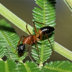 Camponotus consobrinus (Banded sugar ant) at Macgregor, ACT - 23 Jan 2025 by AlisonMilton