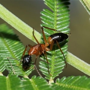 Camponotus consobrinus (Banded sugar ant) at Macgregor, ACT by AlisonMilton