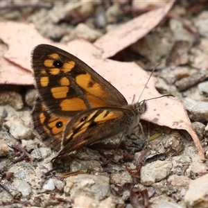 Geitoneura klugii (Marbled Xenica) at Paddys River, ACT by RodDeb