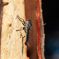 Cerdistus sp. (genus) (Slender Robber Fly) at Macgregor, ACT - 24 Jan 2025 by AlisonMilton