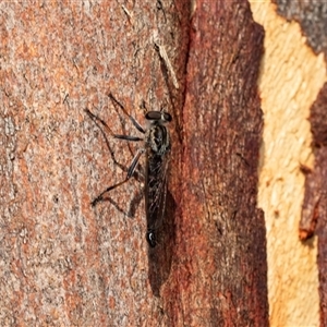 Cerdistus sp. (genus) at Macgregor, ACT - 24 Jan 2025 08:15 AM