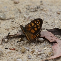 Geitoneura klugii (Marbled Xenica) at Paddys River, ACT - 23 Jan 2025 by RodDeb