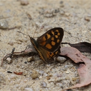 Geitoneura klugii (Marbled Xenica) at Paddys River, ACT by RodDeb