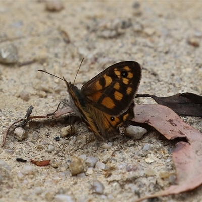 Geitoneura klugii (Marbled Xenica) at Paddys River, ACT - 23 Jan 2025 by RodDeb