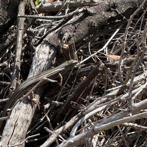 Ctenotus robustus at Cook, ACT - 25 Jan 2025 09:44 AM