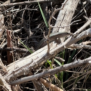 Ctenotus robustus at Cook, ACT - 25 Jan 2025 09:44 AM