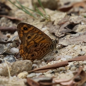 Geitoneura acantha (Ringed Xenica) at Paddys River, ACT by RodDeb