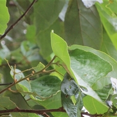 Commersonia macrostipulata at Mossman Gorge, QLD - 19 Mar 2023 05:56 PM