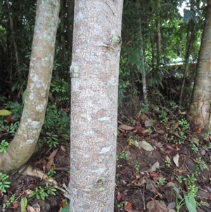 Commersonia macrostipulata at Mossman Gorge, QLD - 19 Mar 2023 05:56 PM