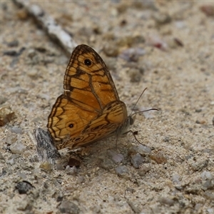 Geitoneura acantha (Ringed Xenica) at Paddys River, ACT by RodDeb