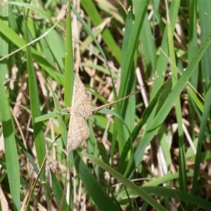 Scopula rubraria (Reddish Wave, Plantain Moth) at Lyons, ACT by ran452