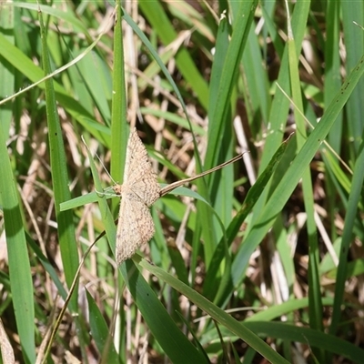 Scopula rubraria (Reddish Wave, Plantain Moth) at Lyons, ACT - 25 Jan 2025 by ran452