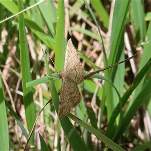 Scopula rubraria at Lyons, ACT - 25 Jan 2025 01:10 PM