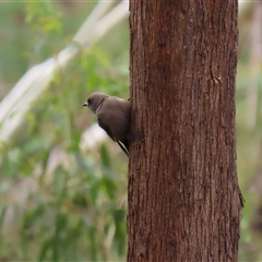 Artamus cyanopterus (Dusky Woodswallow) at Kambah, ACT - 23 Jan 2025 by RodDeb