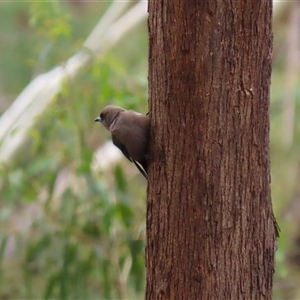 Artamus cyanopterus (Dusky Woodswallow) at Kambah, ACT by RodDeb