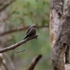 Artamus cyanopterus at Kambah, ACT - 23 Jan 2025 02:29 PM