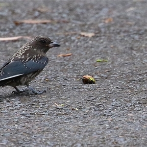 Anoplognathus brunnipennis at Kambah, ACT by RodDeb