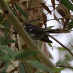 Rhipidura albiscapa (Grey Fantail) at Kambah, ACT - 23 Jan 2025 by RodDeb