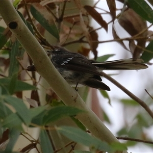 Rhipidura albiscapa (Grey Fantail) at Kambah, ACT by RodDeb