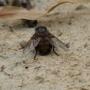 Rutilia (Rutilia) sp. (genus & subgenus) (Bristle fly) at Paddys River, ACT by RodDeb