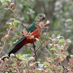 Alisterus scapularis (Australian King-Parrot) at Kambah, ACT - 23 Jan 2025 by RodDeb