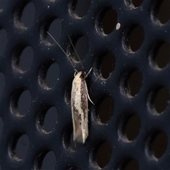 Unidentified Moth (Lepidoptera) at Turner, ACT - 13 Jan 2025 by ConBoekel