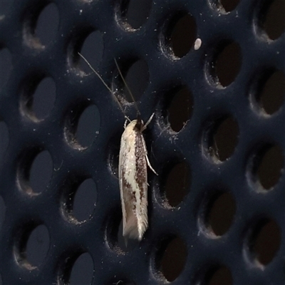 Unidentified Moth (Lepidoptera) at Turner, ACT - 13 Jan 2025 by ConBoekel