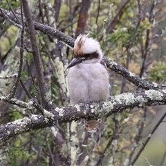 Dacelo novaeguineae (Laughing Kookaburra) at Kambah, ACT - 23 Jan 2025 by RodDeb