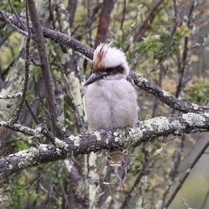 Dacelo novaeguineae (Laughing Kookaburra) at Kambah, ACT by RodDeb