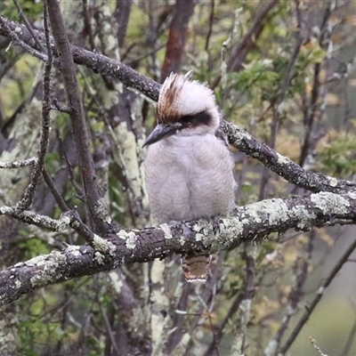 Dacelo novaeguineae (Laughing Kookaburra) at Kambah, ACT - 23 Jan 2025 by RodDeb