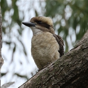 Dacelo novaeguineae at Kambah, ACT - 23 Jan 2025 04:47 PM