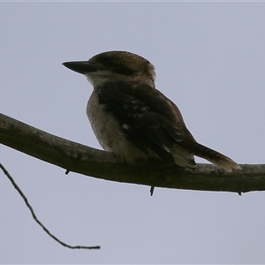 Dacelo novaeguineae at Kambah, ACT - 23 Jan 2025 04:47 PM