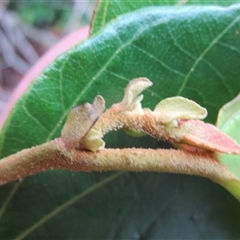 Commersonia macrostipulata at Julatten, QLD - 22 Mar 2023 by JasonPStewartNMsnc2016